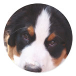Bernese Mountain Dog Sticker