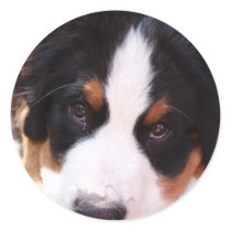Bernese Mountain Dog Sticker