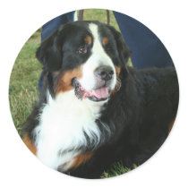 Bernese Mountain Dog Sticker