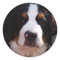 Bernese Mountain Dog Sticker