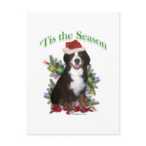 Bernese Mountain Dog ‘Tis Post Cards