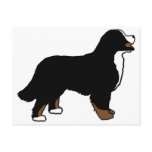 Bernese Mountain Dog Triclolor Post Card