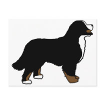 Bernese Mountain Dog Triclolor Post Card