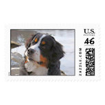 Bernese Mountain Dog Winter Jones - Customized Stamp