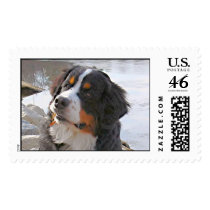 Bernese Mountain Dog Winter Jones - Customized Stamp