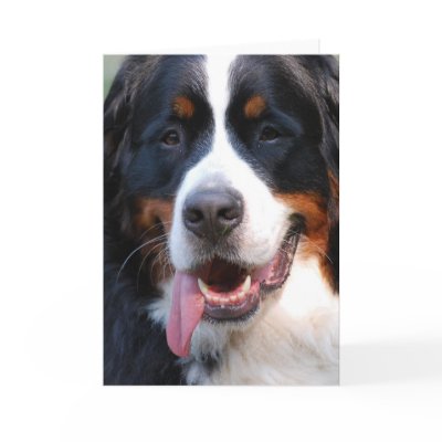 Bernese Mountain Dog with Big Tongue Greeting Card by DogPoundGifts