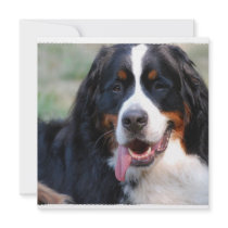 Bernese Mountain Dog with Big Tongue Invitations