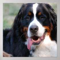 Bernese Mountain Dog with Big Tongue Poster