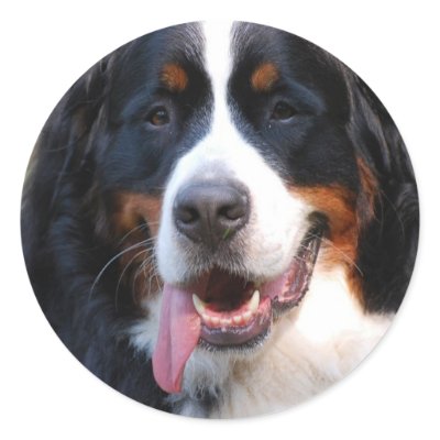 Bernese Mountain Dog with Big Tongue Sticker by DogPoundGifts