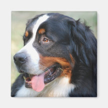 Bernese Mountain Puppy Magnet