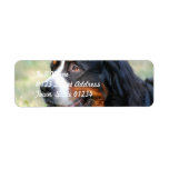 Bernese Mountain Puppy Mailing Labels