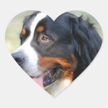 Bernese Mountain Puppy Stickers
