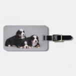 Bernese puppies bag tag
