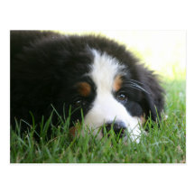 Bernese Puppy Post Card