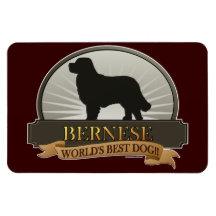Bernese Rectangular Magnets