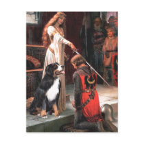 Bernese - The Accolade Postcard