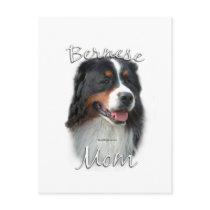 Bernese untain Dog m 2 Postcard