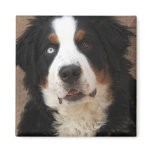 Bernese untain Dog Magnet 2 - "Lucy"