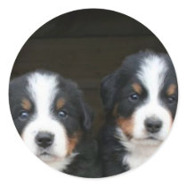 Bernese untain dog puppies stickers