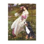 Bernese - WIndflowers Post Cards