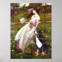 Bernese - WIndflowers Print