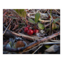 Berries and Twigs Photo Print