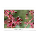 Berries at Red River Gorge posters