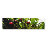 Berries Bumper Sticker