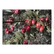 Berries card