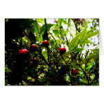 Berries Greeting Card