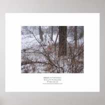 Berries in the Snow Posters