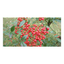 Berries on Nandina Personalized Photo Card