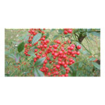 Berries on Nandina Personalized Photo Card
