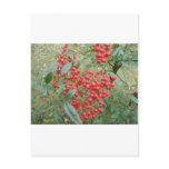 Berries on Nandina Postcards