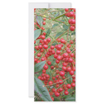 Berries on Nandina rack cards by chemistrycourtney Berries on Nandina rack cards