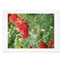 Berries Art Photo