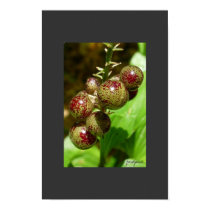 berries posters
