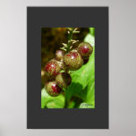 berries print