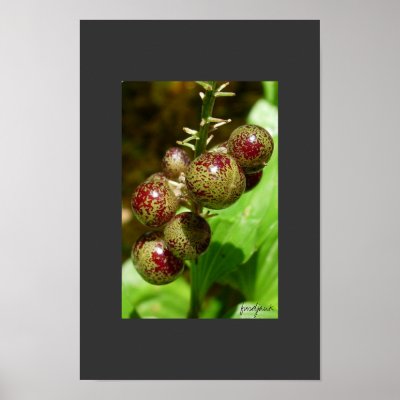 berries print by fusdjank