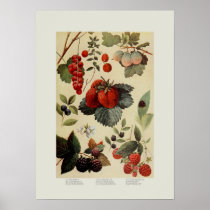 Berries Print