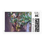 Berries stamps