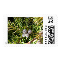 Berry Baubles Postage