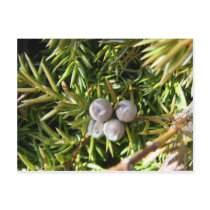 Berry Baubles Postcard