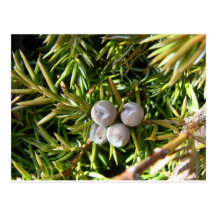 Berry Baubles Postcard