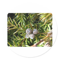 Berry Baubles Sticker