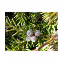 Berry Baubles t-shirts by litehrse Berry Baubles t-shirts