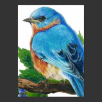 Berry Bluebird posters