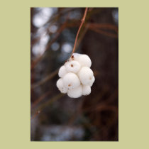 Berry Cluster posters