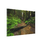 Berry Creek Falls Canvas Print