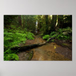 Berry Creek Falls Print